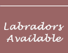 Labradors Available