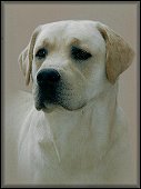 Deuce
